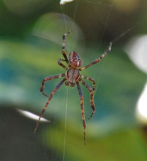 Spiders, Creepy Crawlies, Web, Amazing, Fascinating | Creepy crawlies ...