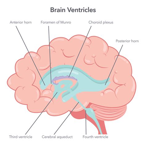 Human brain ventricles anatomy vector illustration diagram 26586262 ...