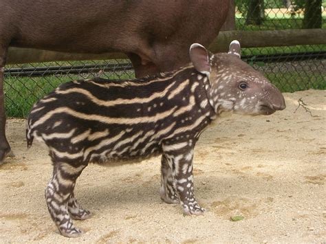 Belita. Baby Brazilian Tapir - ZooChat