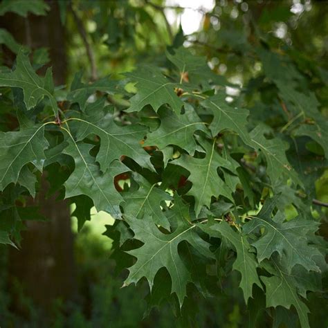 Pin Oak Trees for Sale | FastGrowingTrees.com