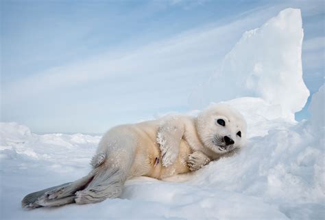 Cute!: Harp seal pup!