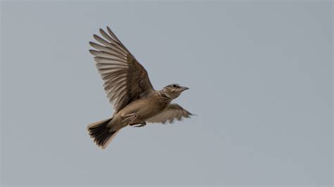 The flying shoot of Crested Lark