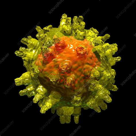 Adeno-associated virus - Stock Image - M050/1080 - Science Photo Library