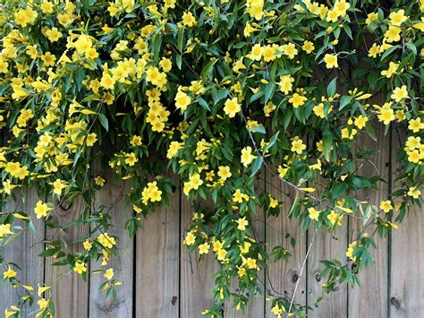 Best Vines for Pergolas and Arbors