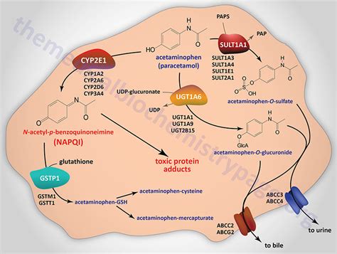 Ethanol (Alcohol) Metabolism: Acute and Chronic Toxicities - The Medical Biochemistry Page