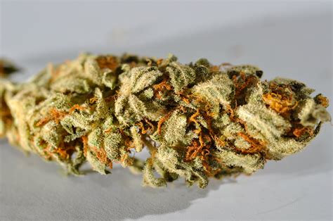 File:Cannabis macro.JPG - Wikipedia