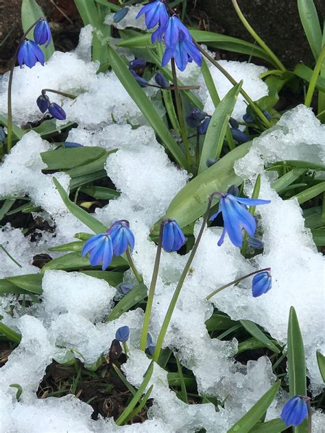 Early spring flowers at the Barnes Museum Southington Connecticut | Early spring flowers ...