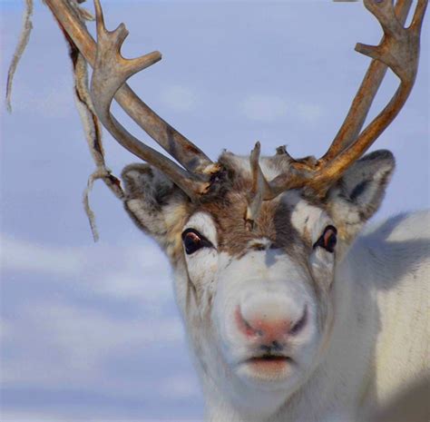 The Scientific Reason Why Reindeer Have Red Noses | Science | Smithsonian