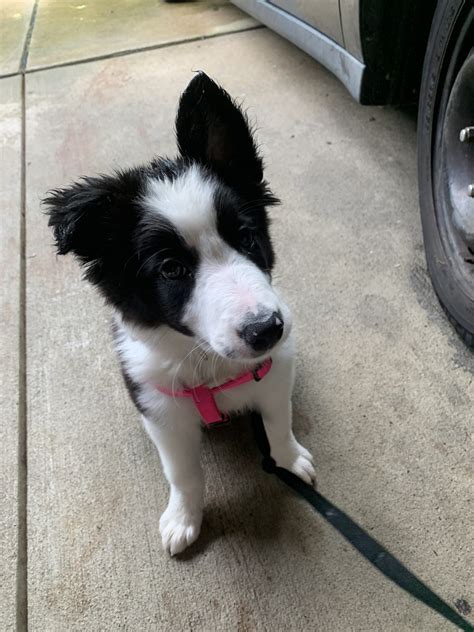 Border Collie Puppies For Sale | Pittsburgh, PA #331322