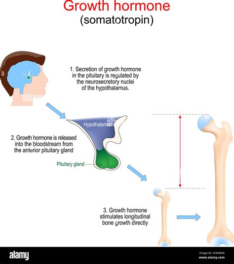 Structure of the pituitary gland Stock Vector Images - Alamy