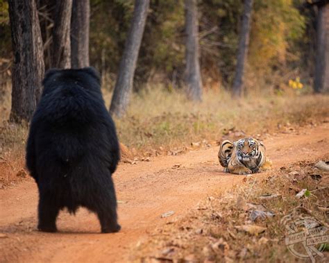 Tiger Sloth Bear Stand-Off | Media Drum World