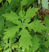 Celandine Poppy, Stylophorum diphyllum – Wisconsin Horticulture