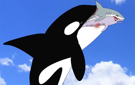 orca whale eating shark Orca eating dolphin