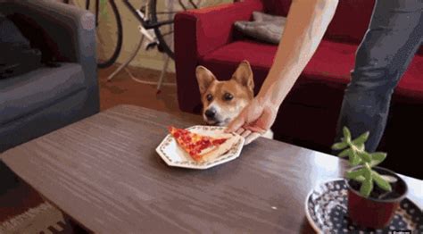 Dog Pizza GIF - Find & Share on GIPHY