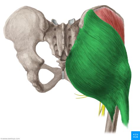 Gluteus maximus muscle - Musculus gluteus maximus | Anatomy, Muscle anatomy, Human muscle anatomy