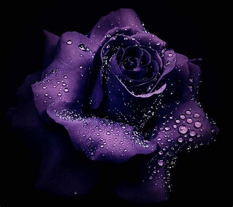 Purple rose, HD wallpaper | Peakpx