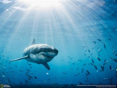 Get To Know The 27 Finalists Photos Of The National Geographic Nature Photographer Of The Year ...