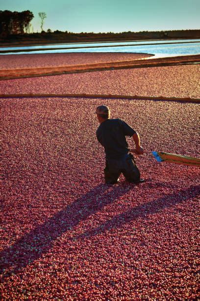 Cranberry Bog Stock Photos, Pictures & Royalty-Free Images - iStock