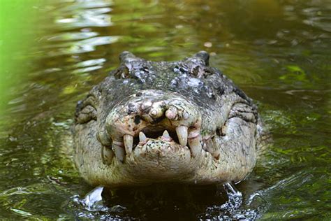 Royalty Free Australian Saltwater Crocodile Pictures, Images and Stock Photos - iStock