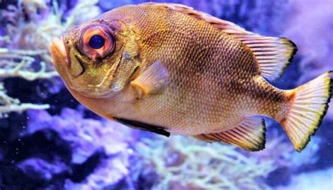 12 Amazing Fish with BIG Eyes - Wild Explained