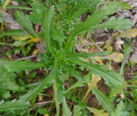 Oxeye daisy (Leucanthemum vulgare) | Identify that Plant