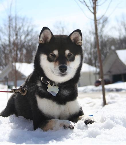 Image - Black and tan shiba inu.png - Dogs and Cats Wiki