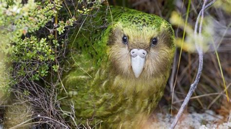 Kakapos in Neuseeland: Babyboom bei den dicksten Papageien der Welt | Kakapo, Kakapo parrot, Pet ...