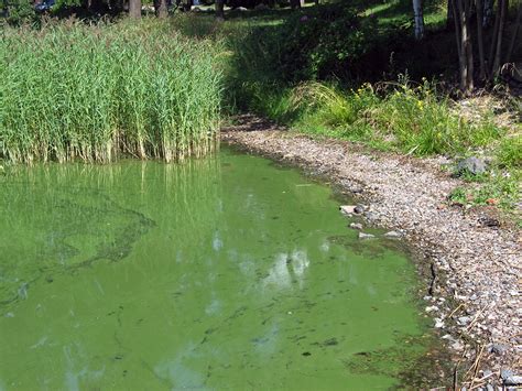 Blue-Green Algae: a Killer for Dogs and Cats | Australian Dog Lover