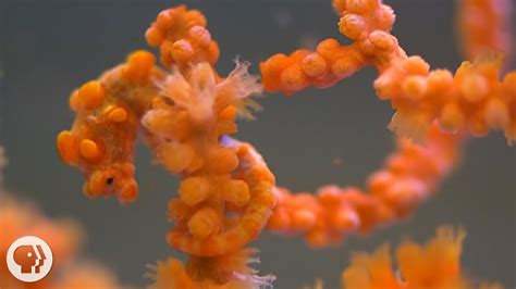 Pygmy Seahorses: Masters of Camouflage | Deep Look - YouTube