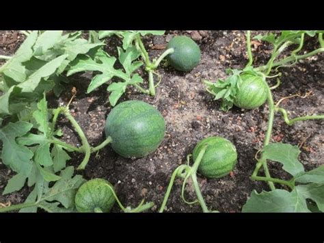 How to Prune Watermelon for Optimal Growth - HayFarmGuy