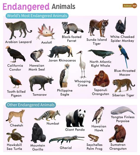 Endangered Animals : List with Pictures