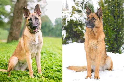 Belgian Shepherd Is A Mixed Breed