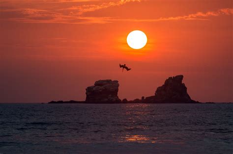 Brown Pelican at Sunset, Ecuador | A pelican dives at sunset… | Flickr