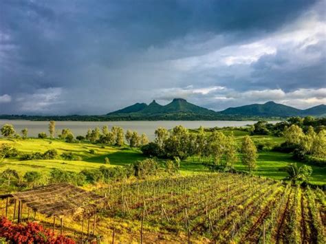 The best vineyard in nashik - Review of Vallonne Vineyards, Nashik, India - Tripadvisor