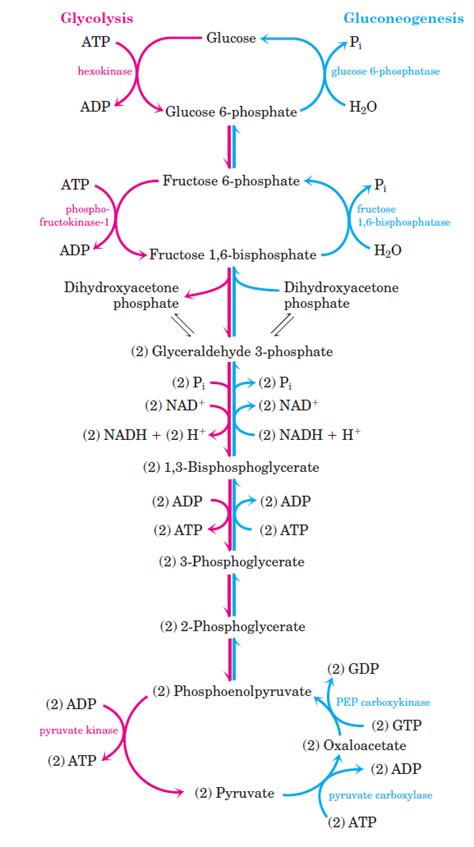 How is gluconeogenesis related to glycolysis? + Example