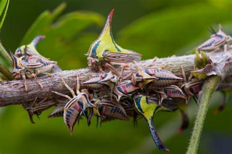 15 Pictures of the Most Beautiful Insects in the World