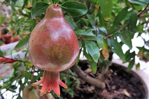 Growing a Pomegranate Plant, Propagation, Care | Gardening Tips