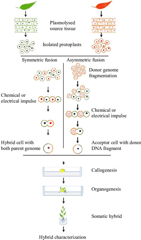 Schematic representation of symmetric and asymmetric somatic ...