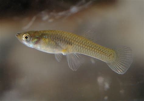 Mosquitofish - The Care, Feeding and Breeding of Mosquitofish (Mosquito fish) - Aquarium Tidings