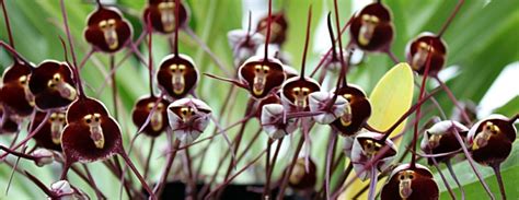 MONKEY FACE ORCHIDS |The Garden of Eaden