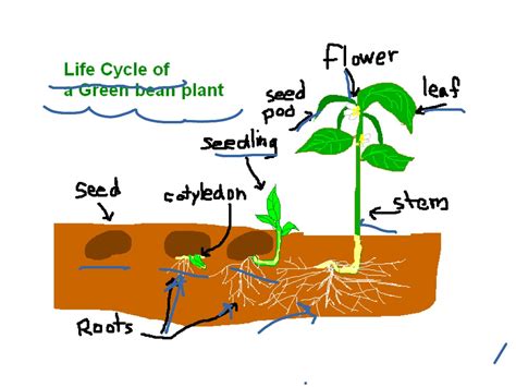 Life cycle of a green bean plant | Life Cycle | ShowMe