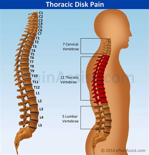 Thoracic Spine (mid-back) – POST COMPETITIVE INSIGHT