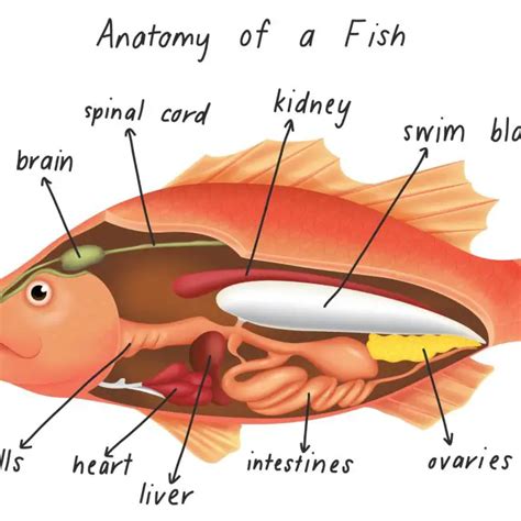 What Do Catfish Do for the Ecosystem? | Reel Fishing Guru