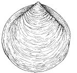 Conchylinet - Seashells classification and shell structure