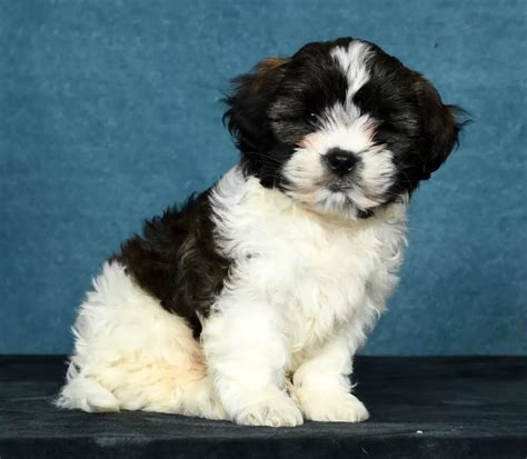 What Is A Shih Poo Puppies