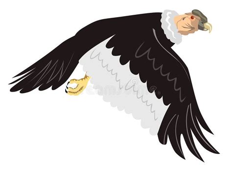 Andean condor in flight. Vector art on an Andean condor #Sponsored , #affiliate, #PAID, #condor ...