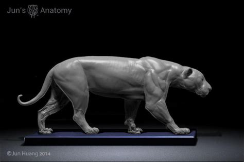 Jaguar Anatomy model 1/6th scale – Jun's anatomy