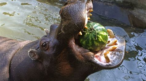 Battling the Bulge: Danish zoo staff putting rotund beasts on diet — RT News