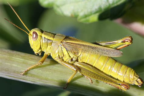 A warmer planet, less nutritious plants and… fewer grasshoppers? - Ars Technica