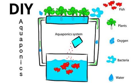 DIY Aquaponics Systems: What You Need to Know